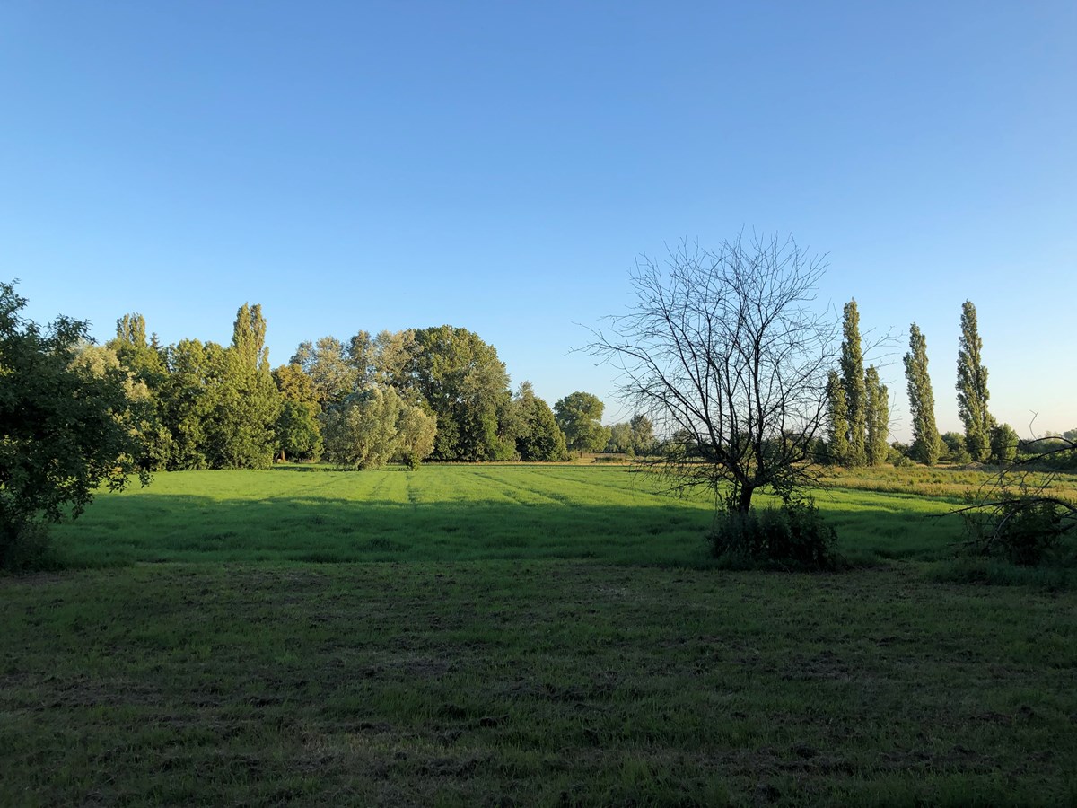 Ginds, tussen de netels